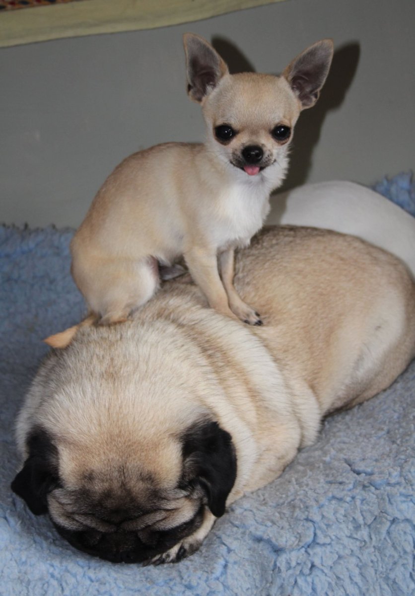 Йоркширский терьер пудель