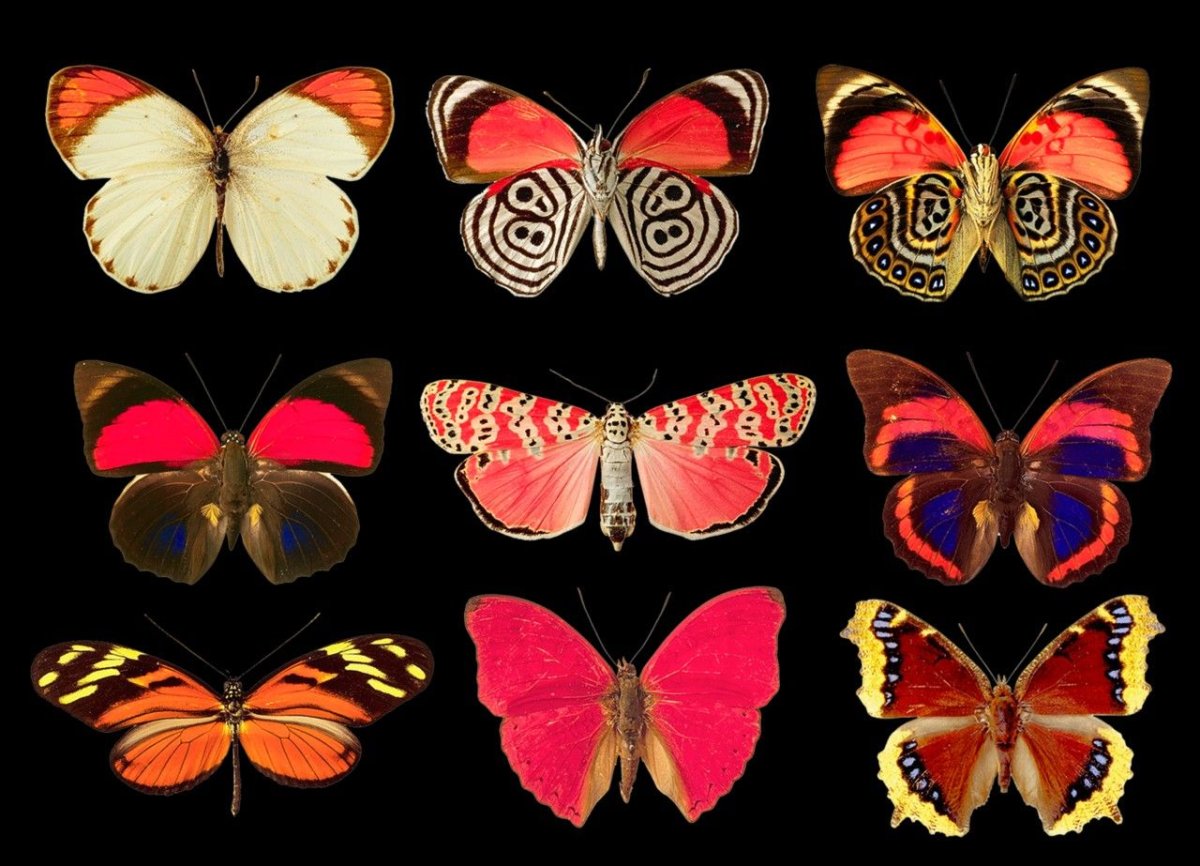 Каких расцветок бывают бабочки
