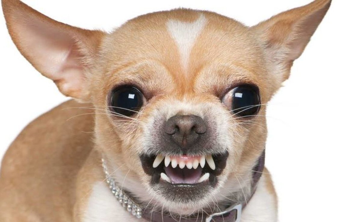 Метис МОПСА И чихуахуа