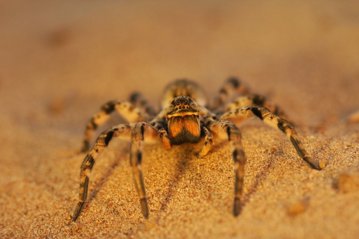 Южнорусский Тарантул паукообразные