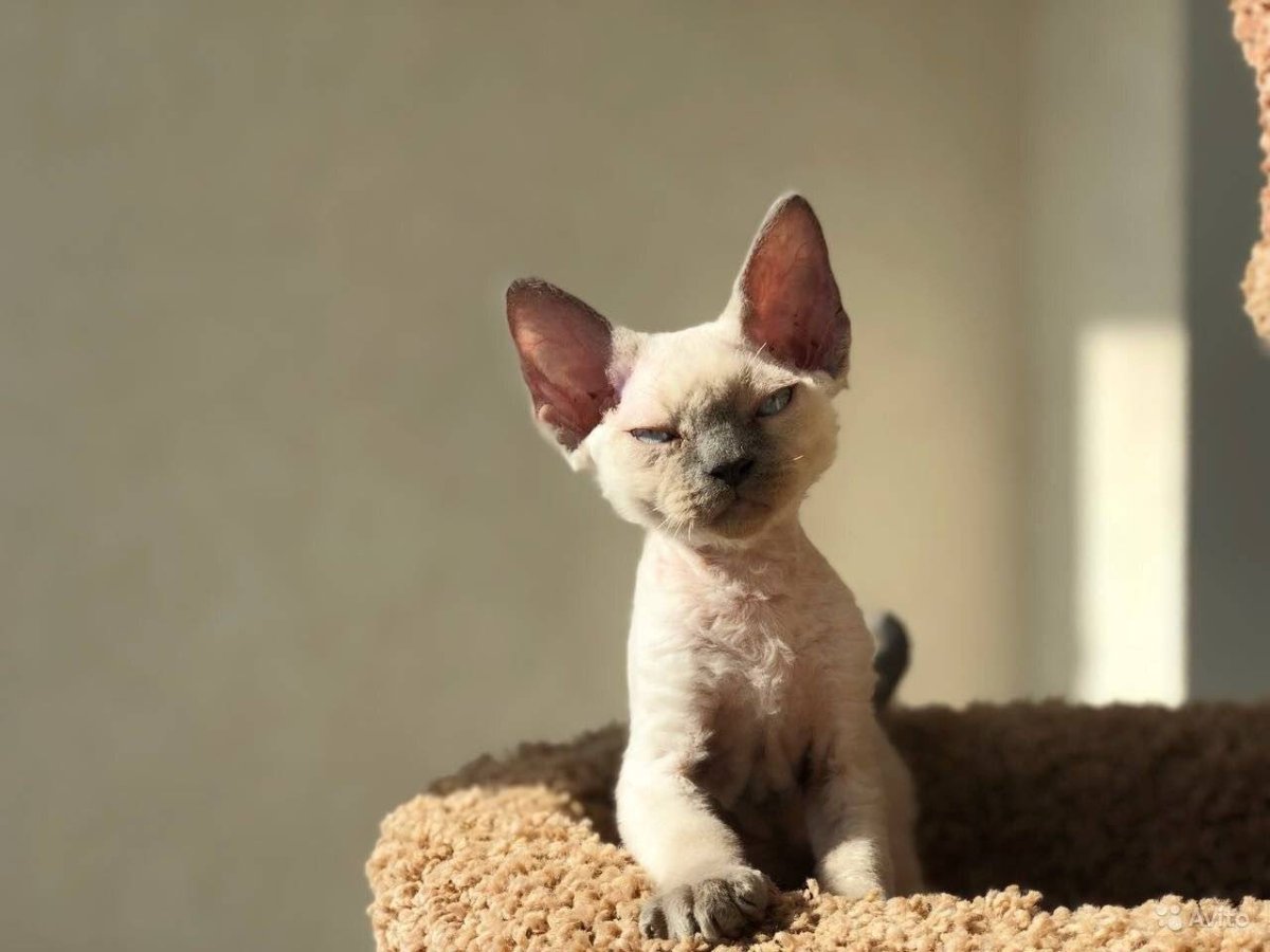 Пойнтовый Девон рекс