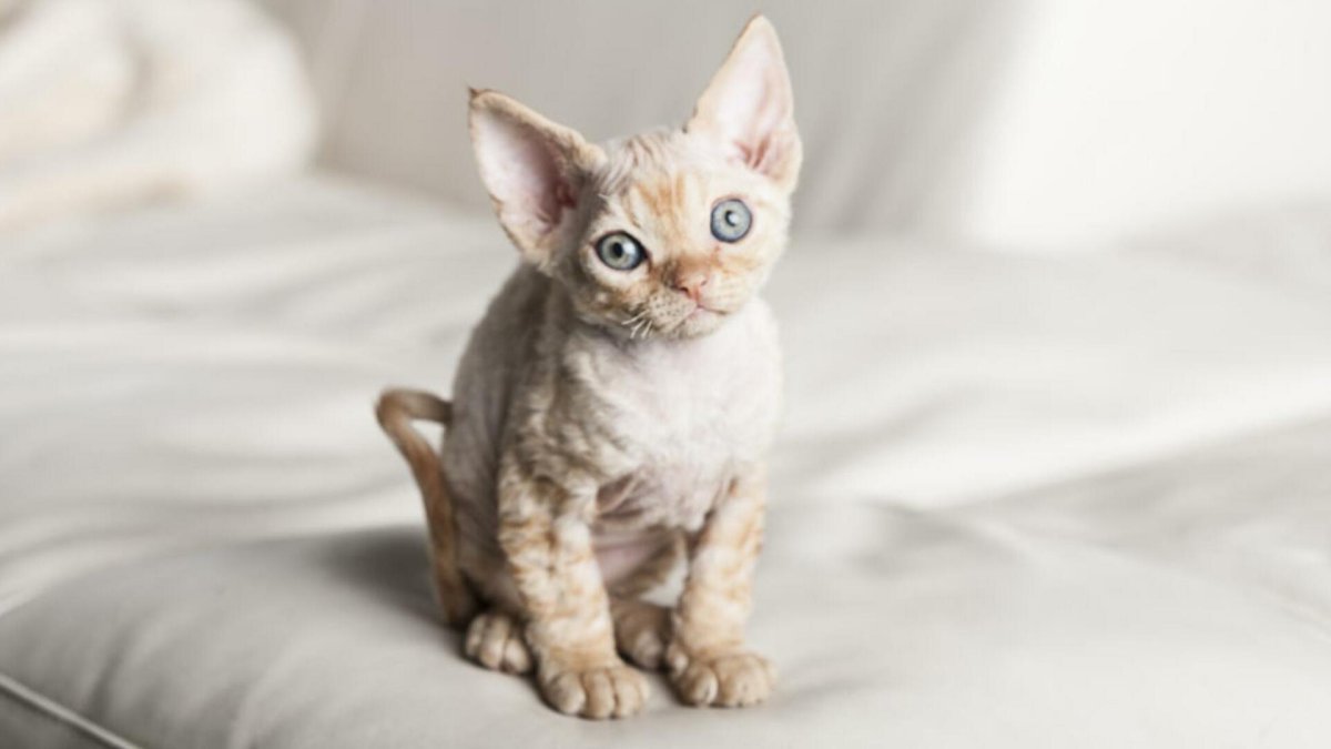 Порода Девон рекс