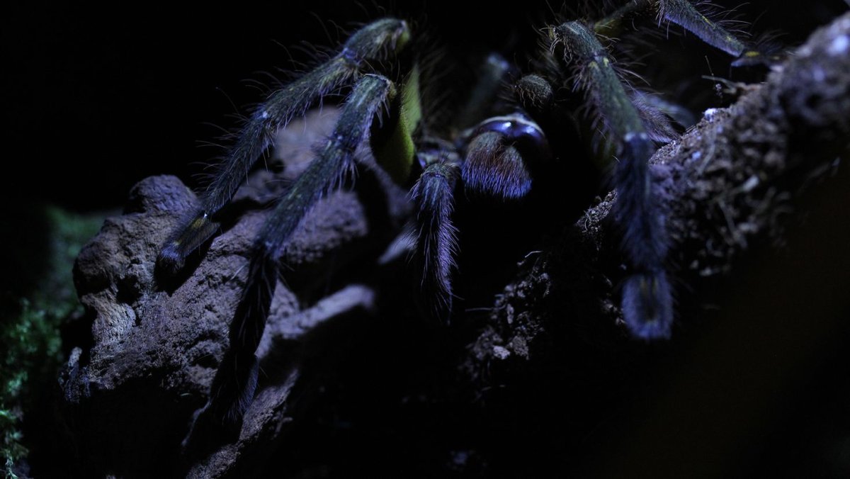 Птицеед на черном фоне