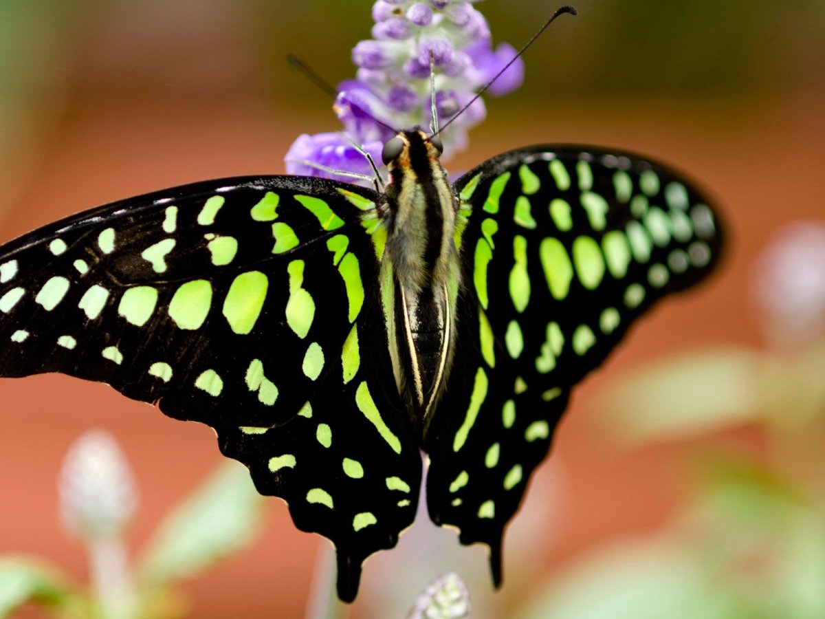 Необычный окрас бабочек