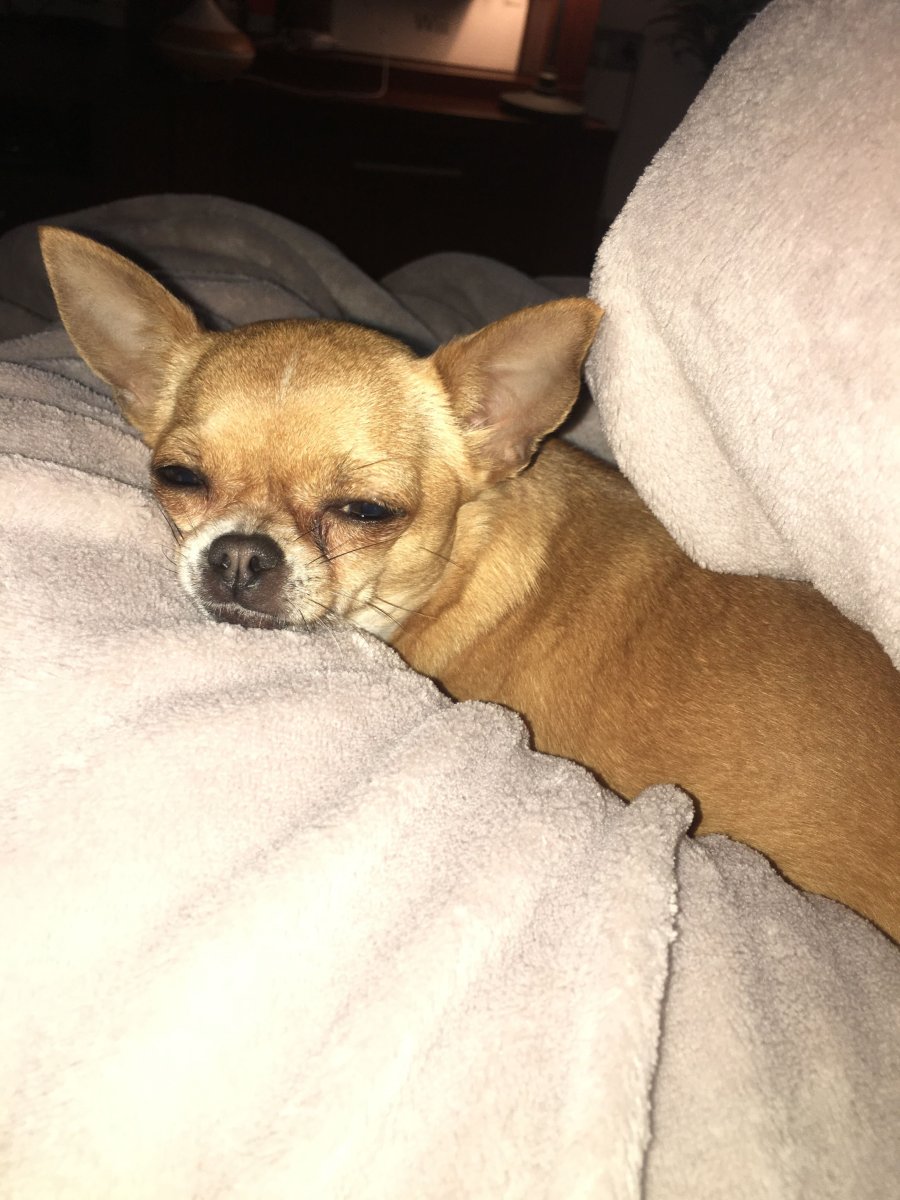 Метис французского бульдога и чихуахуа