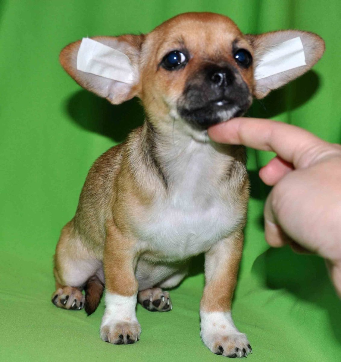 Метис ши тцу и МОПСА