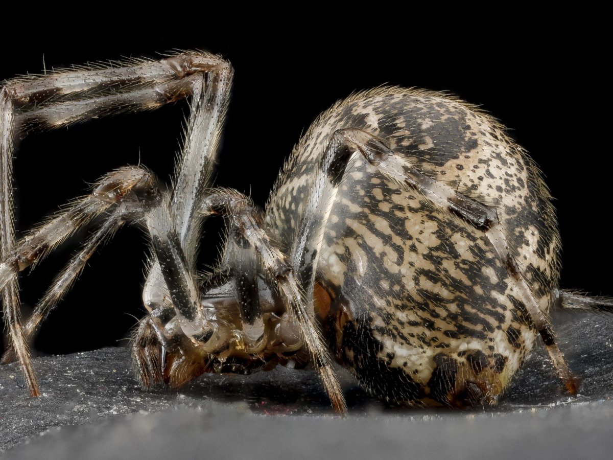 Parasteatoda tepidariorum