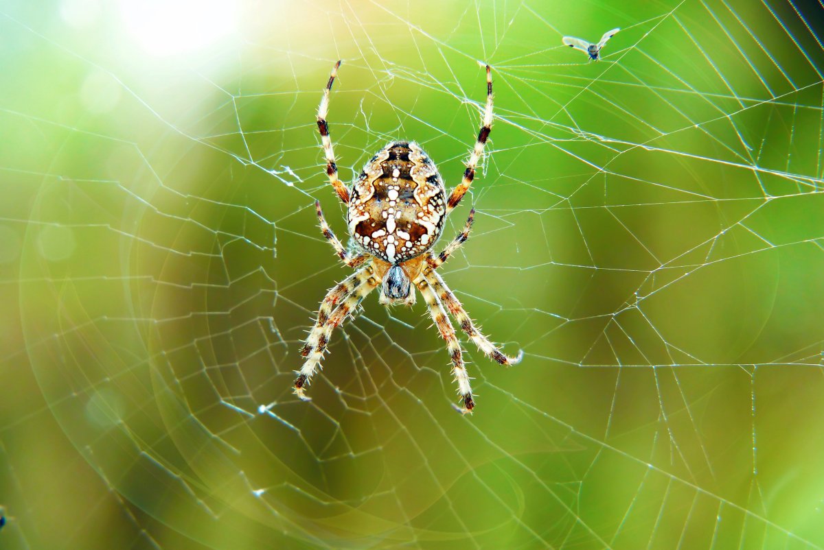 Паук на паутине