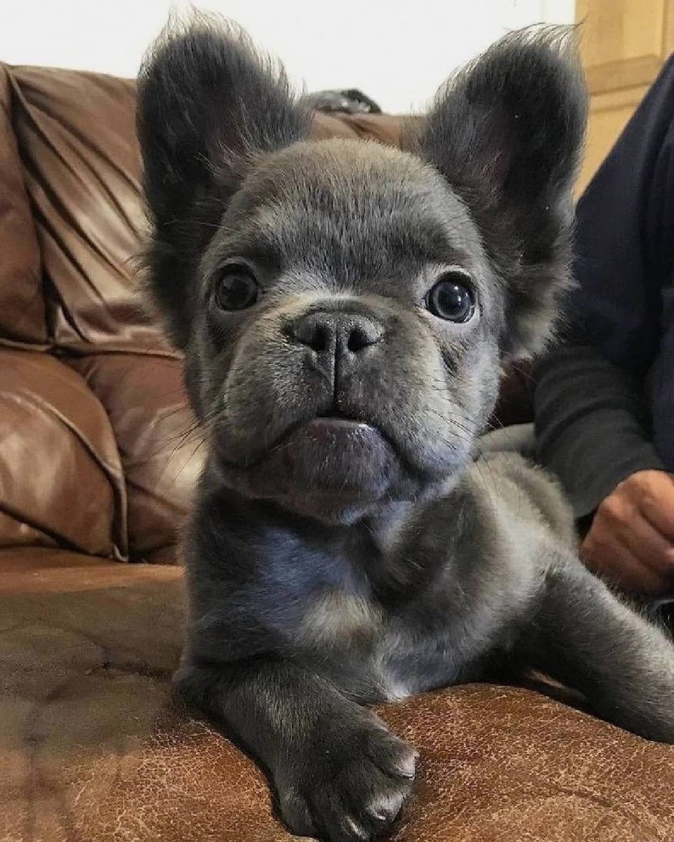 Метис МОПСА И сиба ину