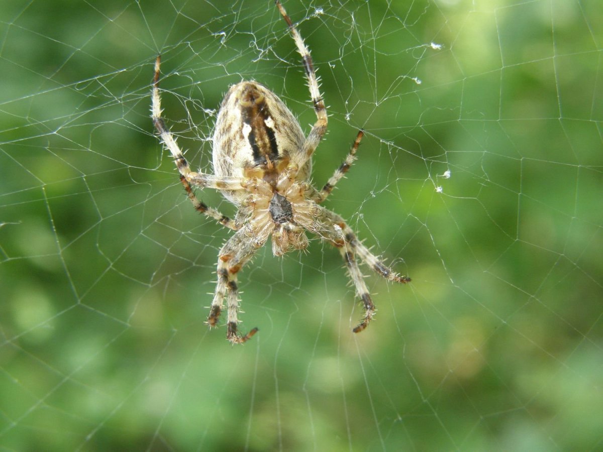 Паук крестовик