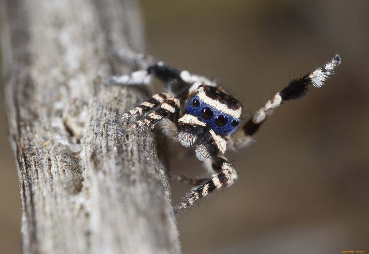 Maratus personatus