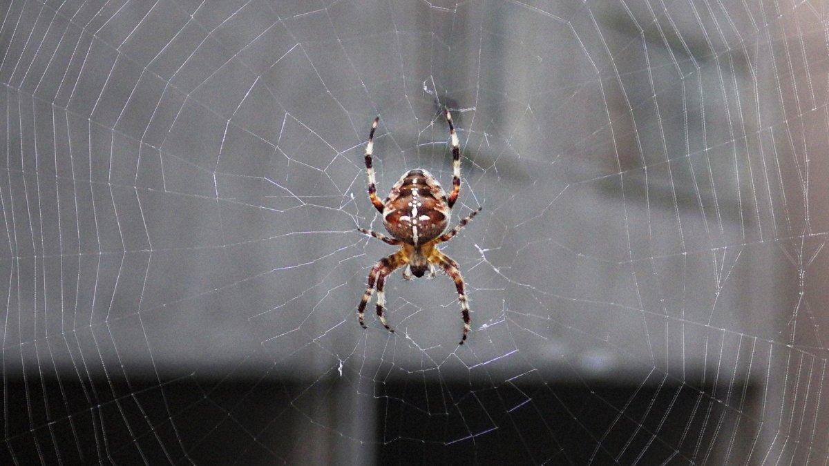 Паутина крестовика