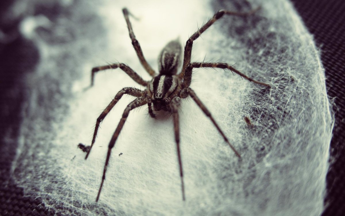 Паук Арахнид