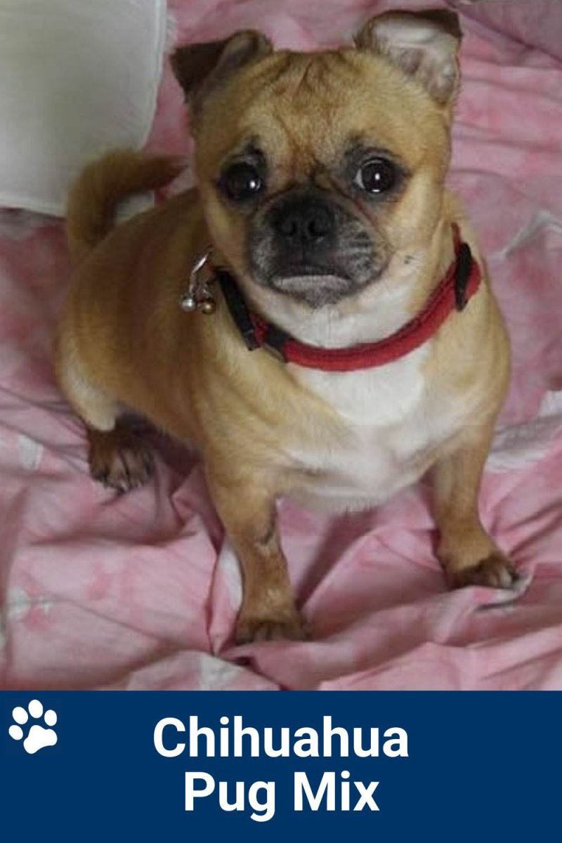 Помесь овчарки и чихуахуа