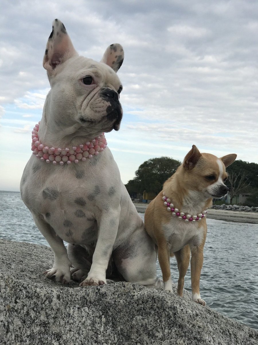 Метис МОПСА И таксы