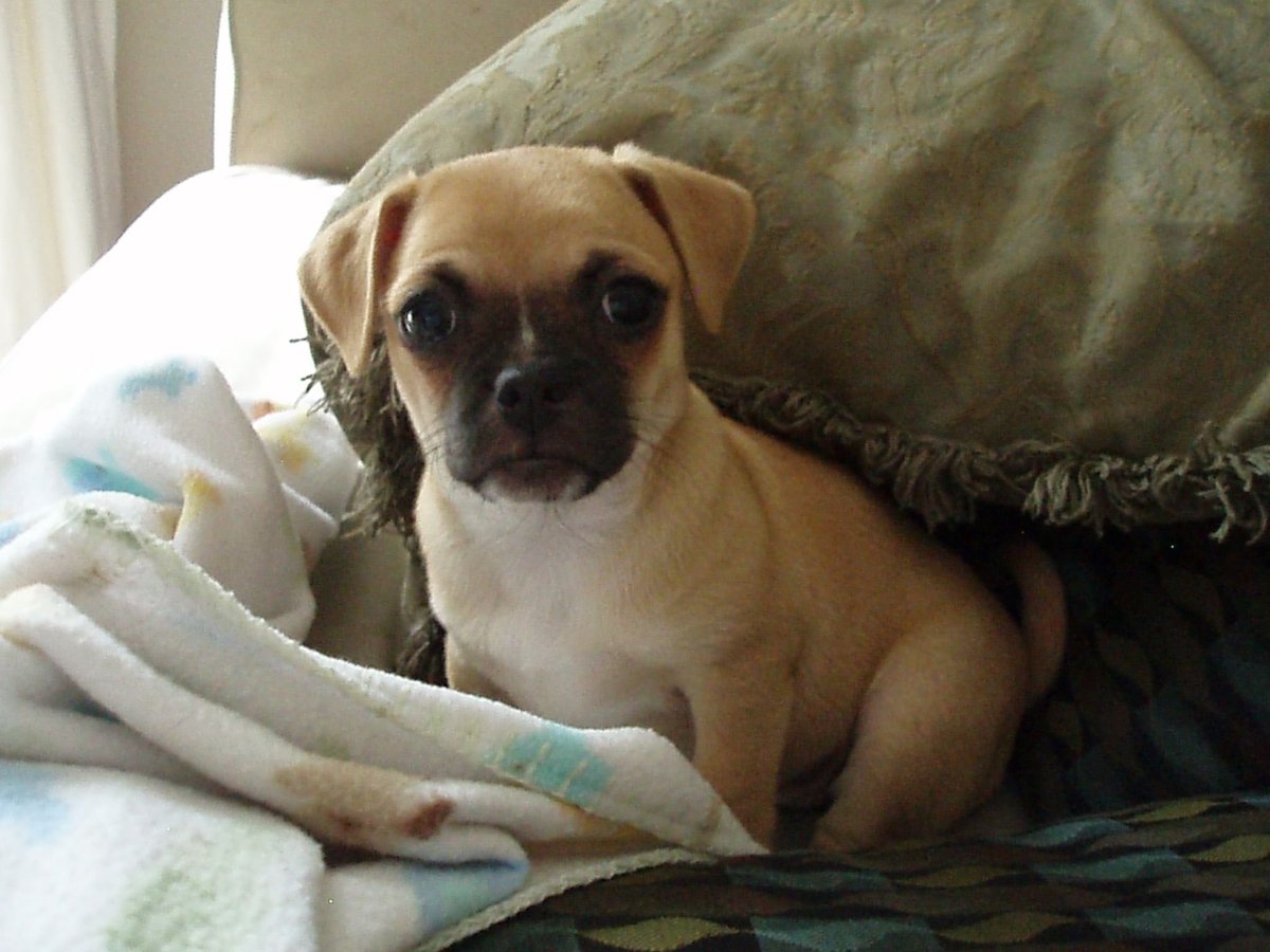 Мопс и чихуахуа