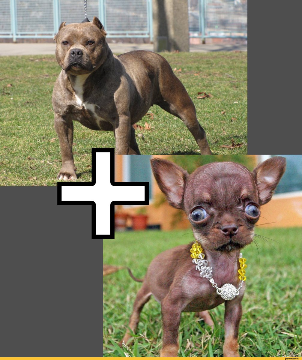 Помесь французского бульдога