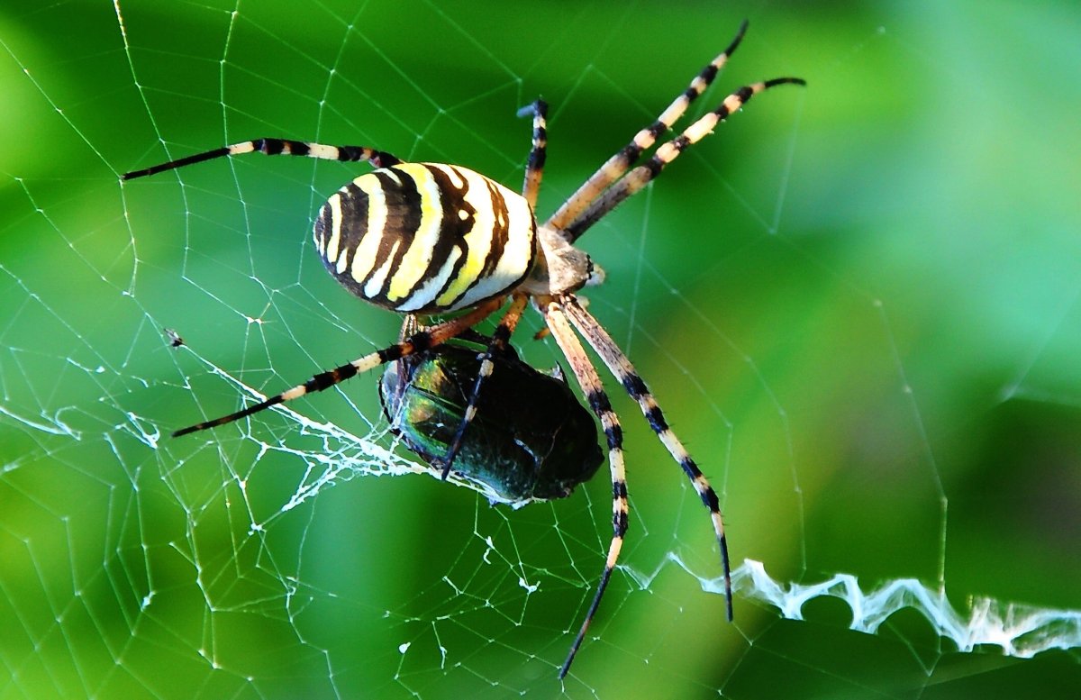 Паук Зебра Аргиопа