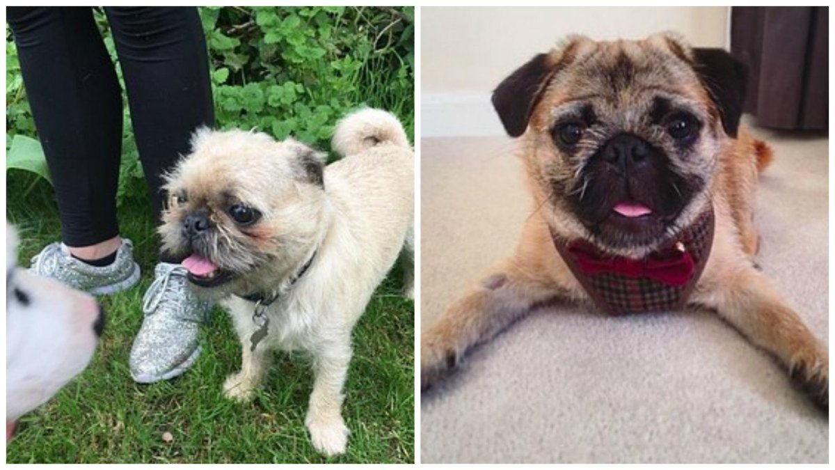 Пекинес с бульдогом