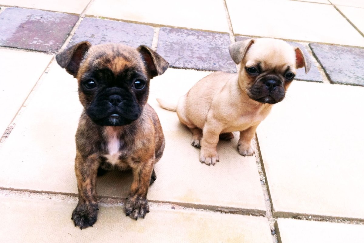 Метис МОПСА И чихуахуа