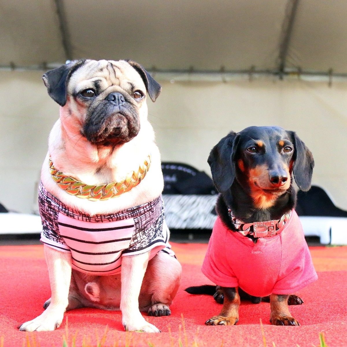 Помесь МОПСА И чихуахуа