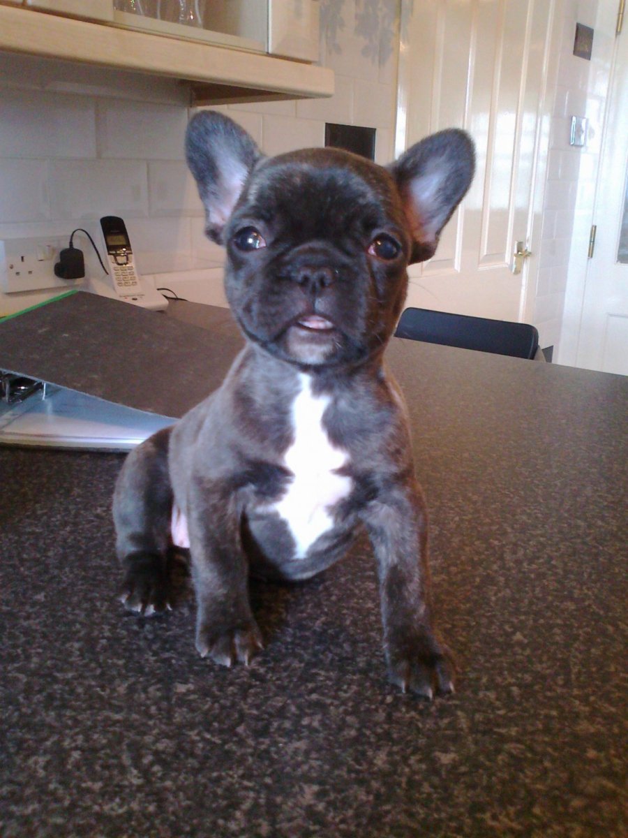 Лысая чихуахуа