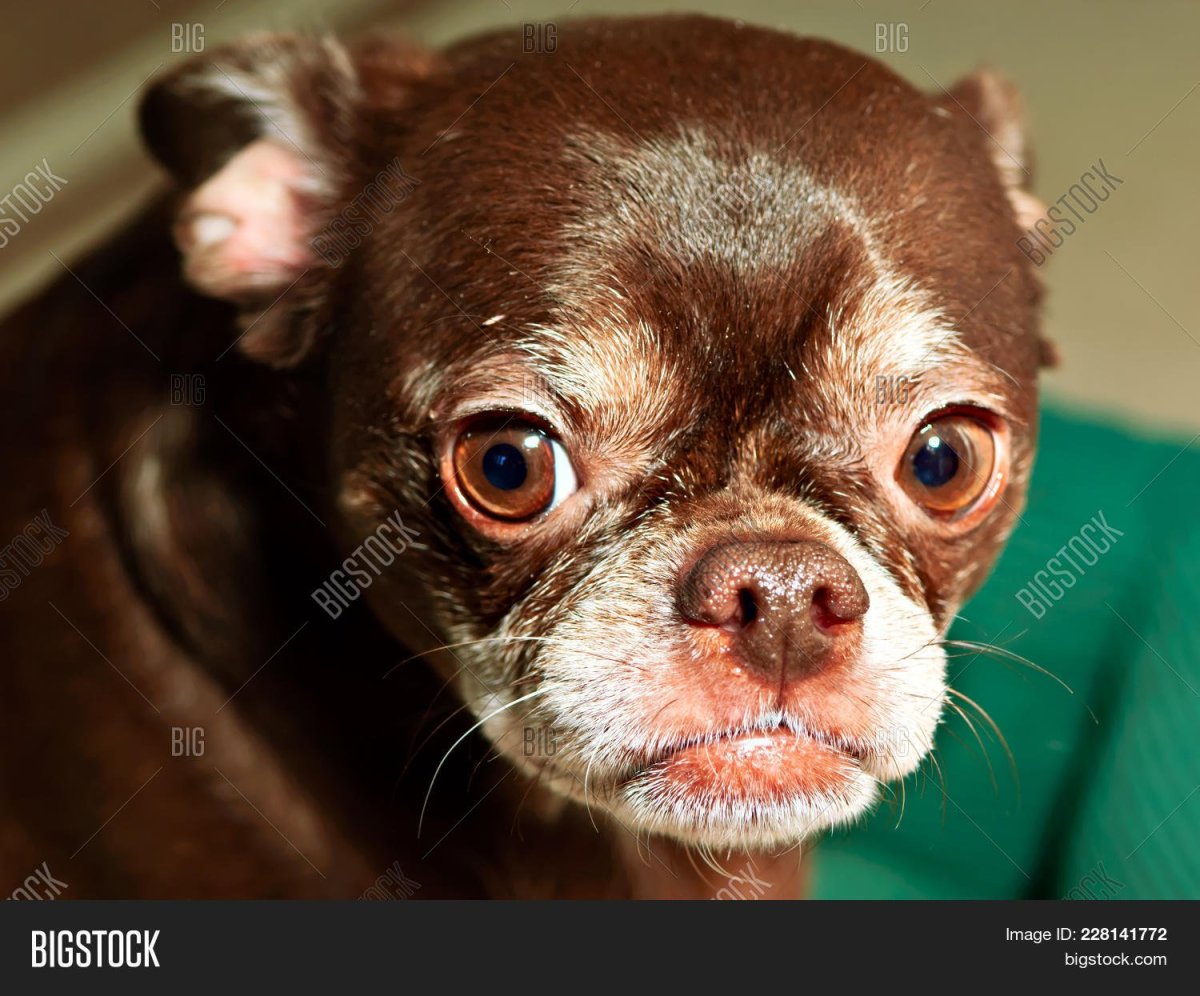 Смесь чихуа и французского бульдога