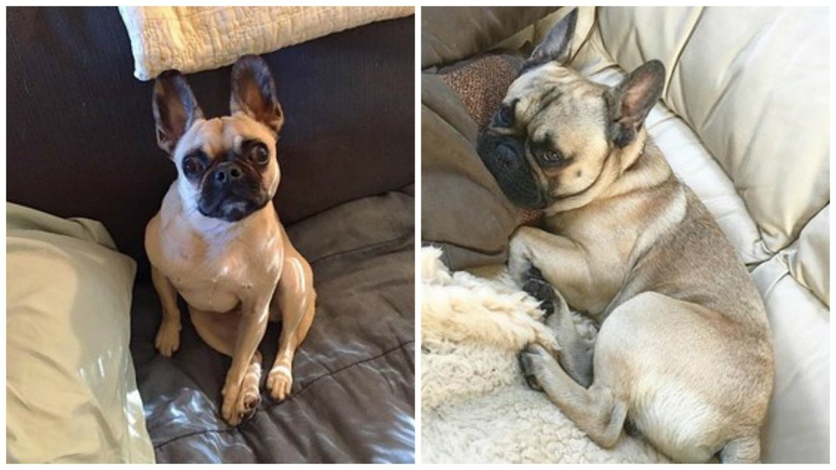 Мопс терьер