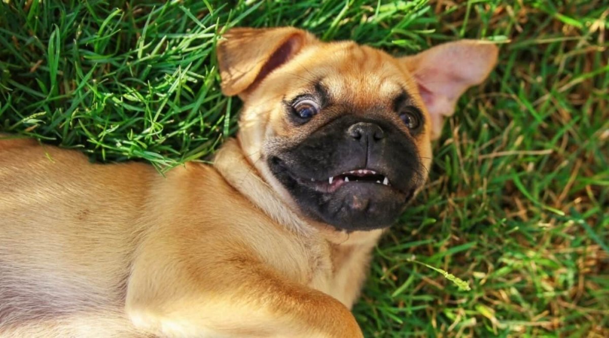 Мопс боксер