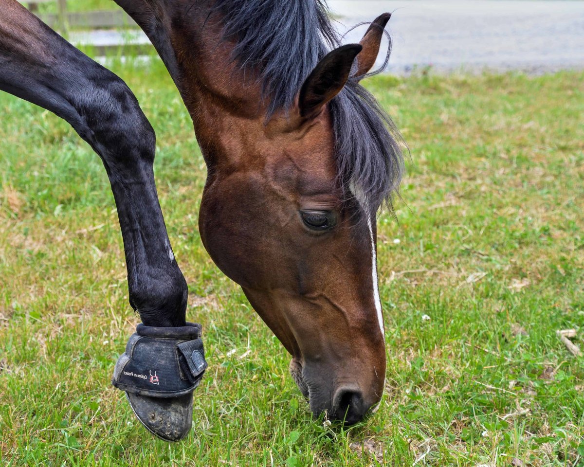 Лошади Эстетика Пинтерест