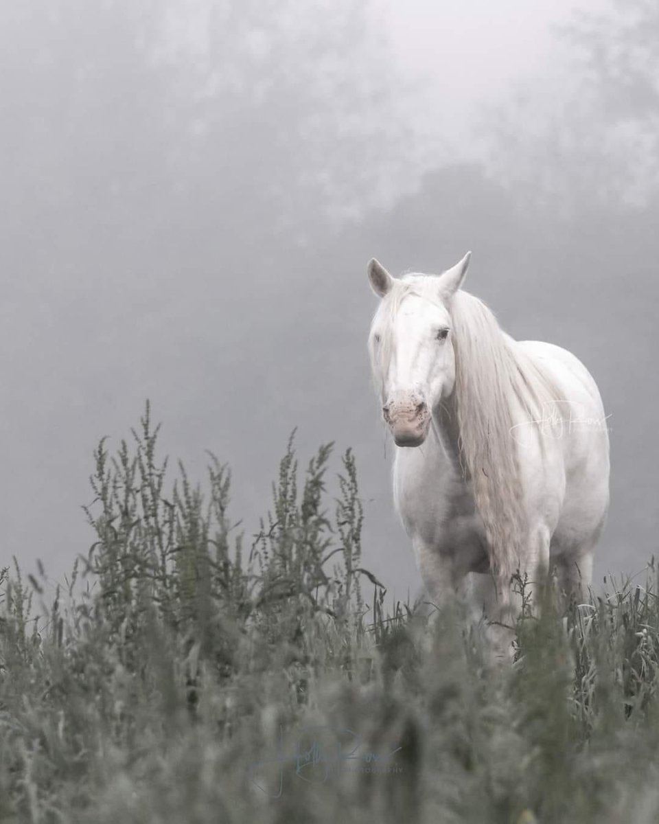 Лошади пары