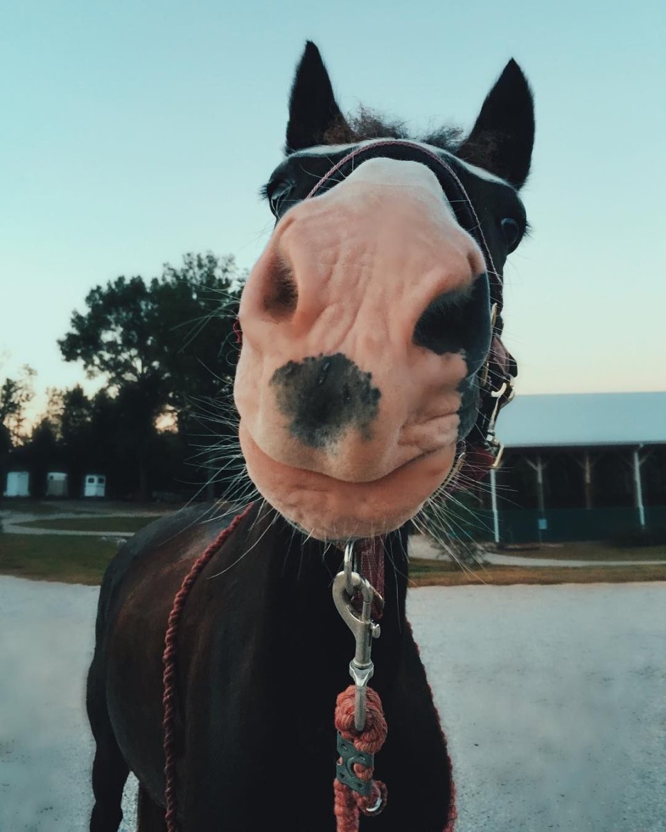 Любовь лошадей