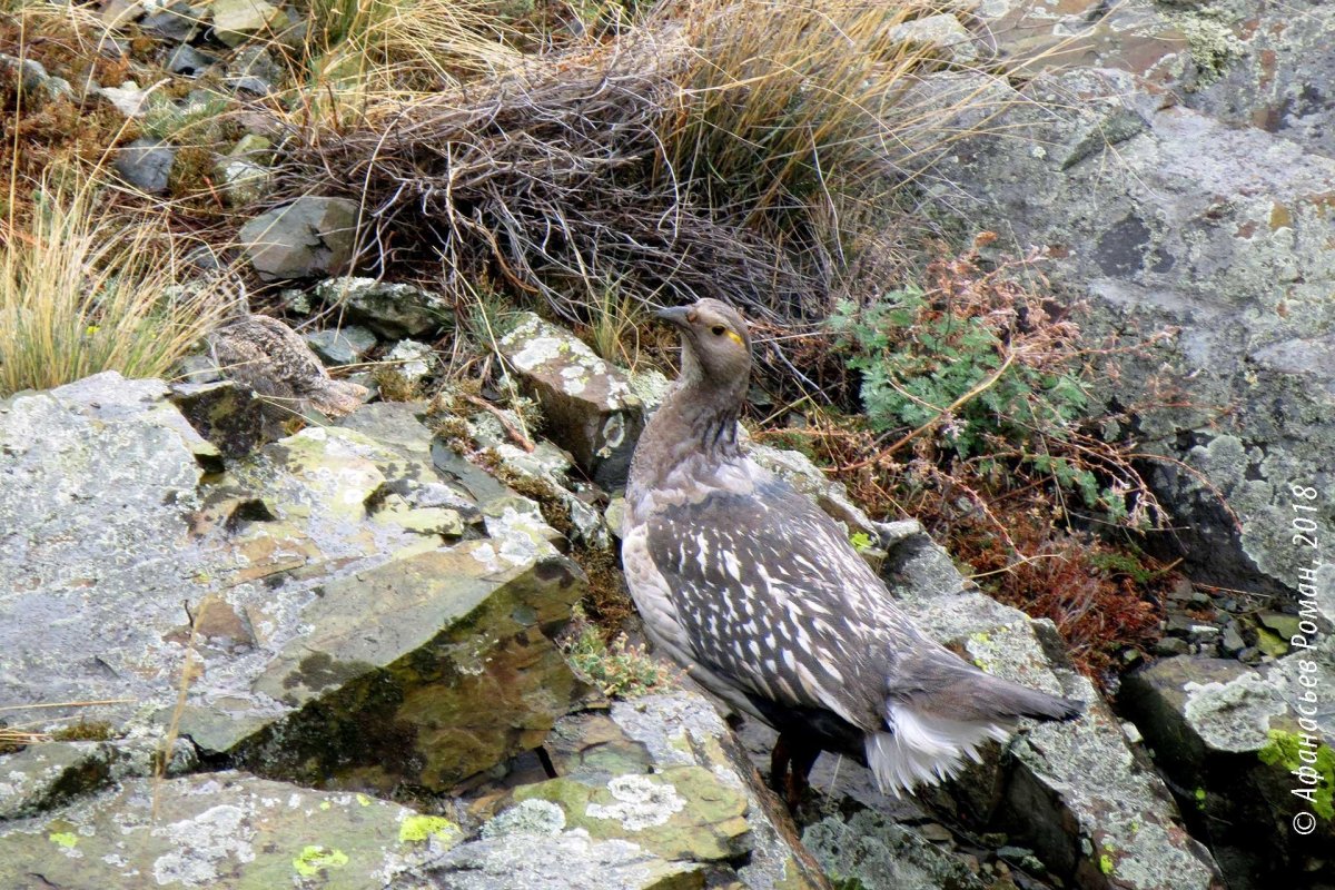 Сокол балобан птенец