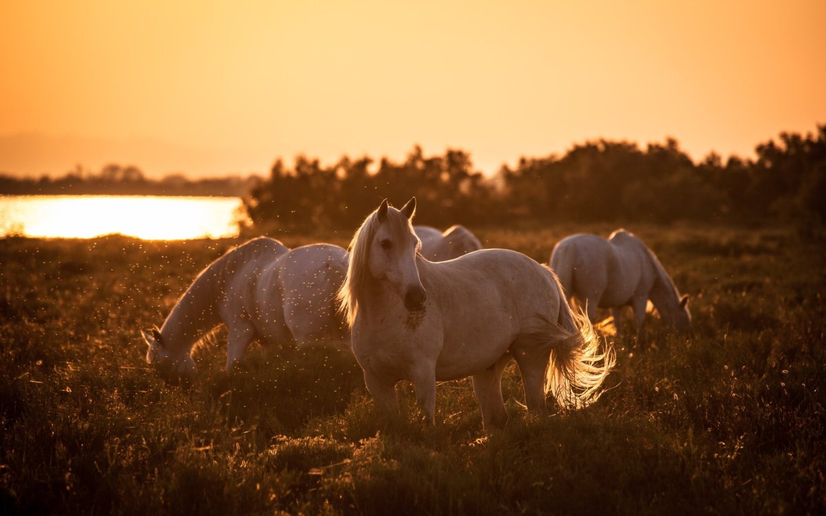 Серая лошадь Эстетика