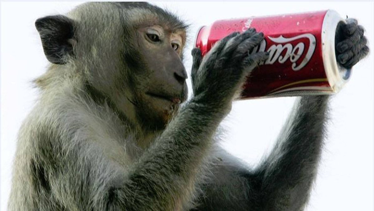 Смешная обезьянка с колой