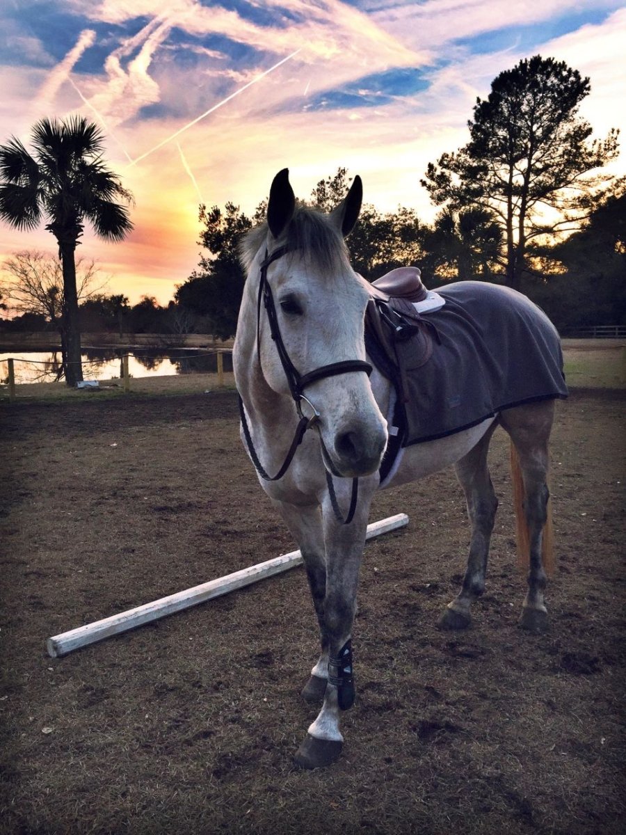 Картина лошади