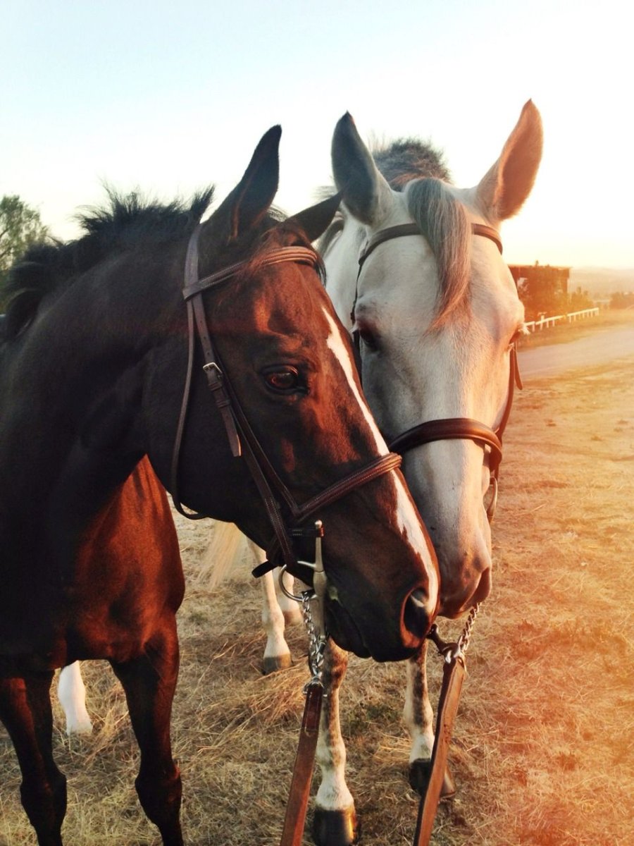 Лошадь вблизи