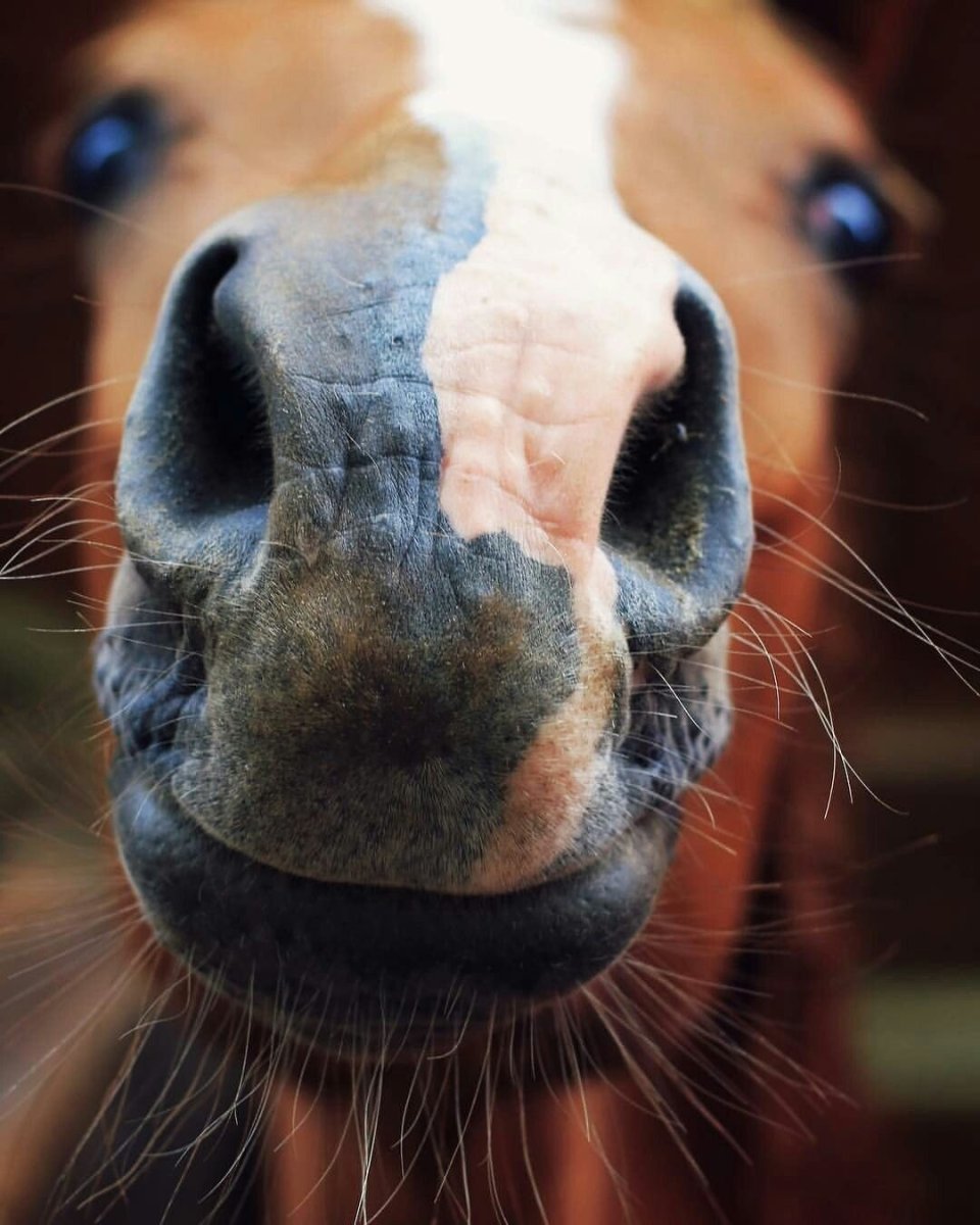 Бегущий Мустанг