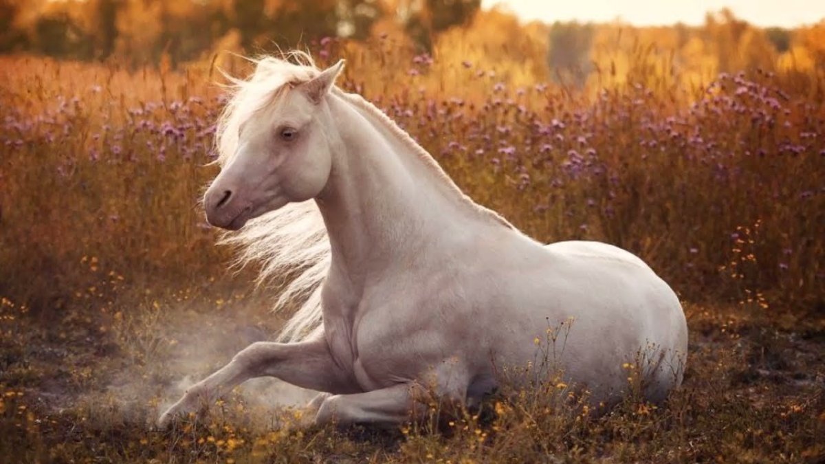 Белая лошадь с голубыми глазами
