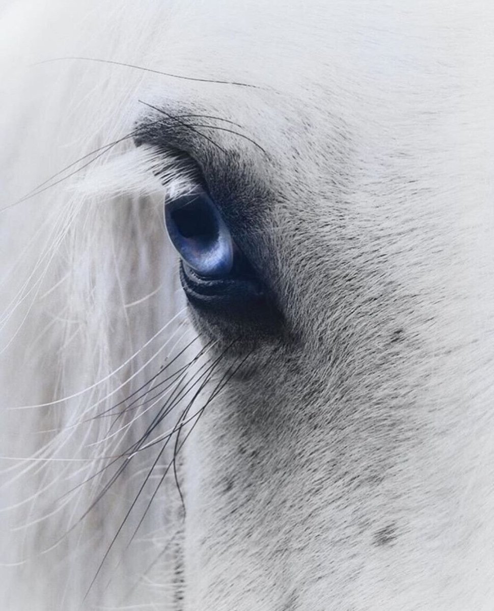 Влюбленные лошади