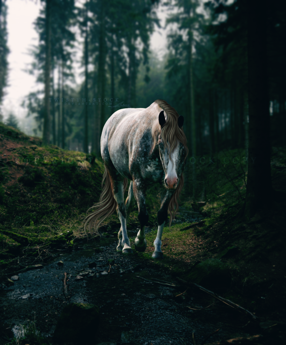 Табун лошадей на закате
