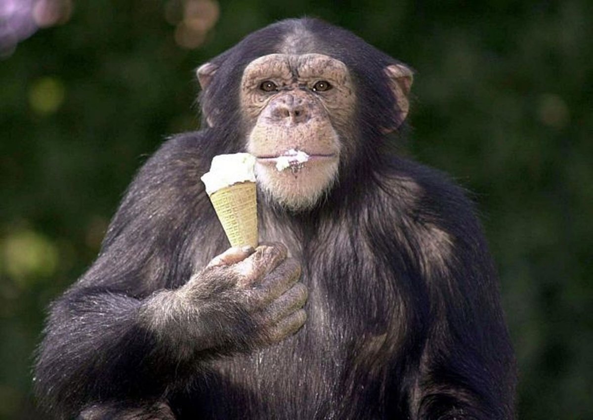 Обезьяна ест мороженое