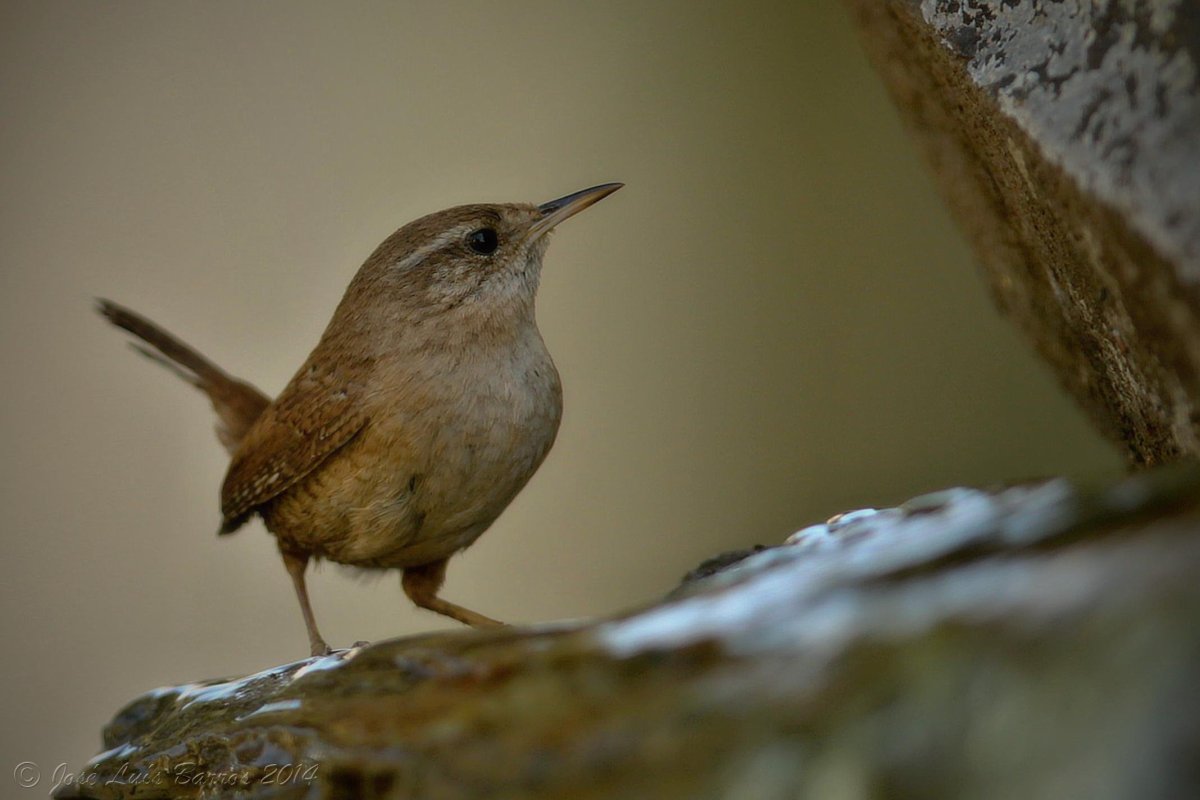 Скальный длинноклювый крапивник