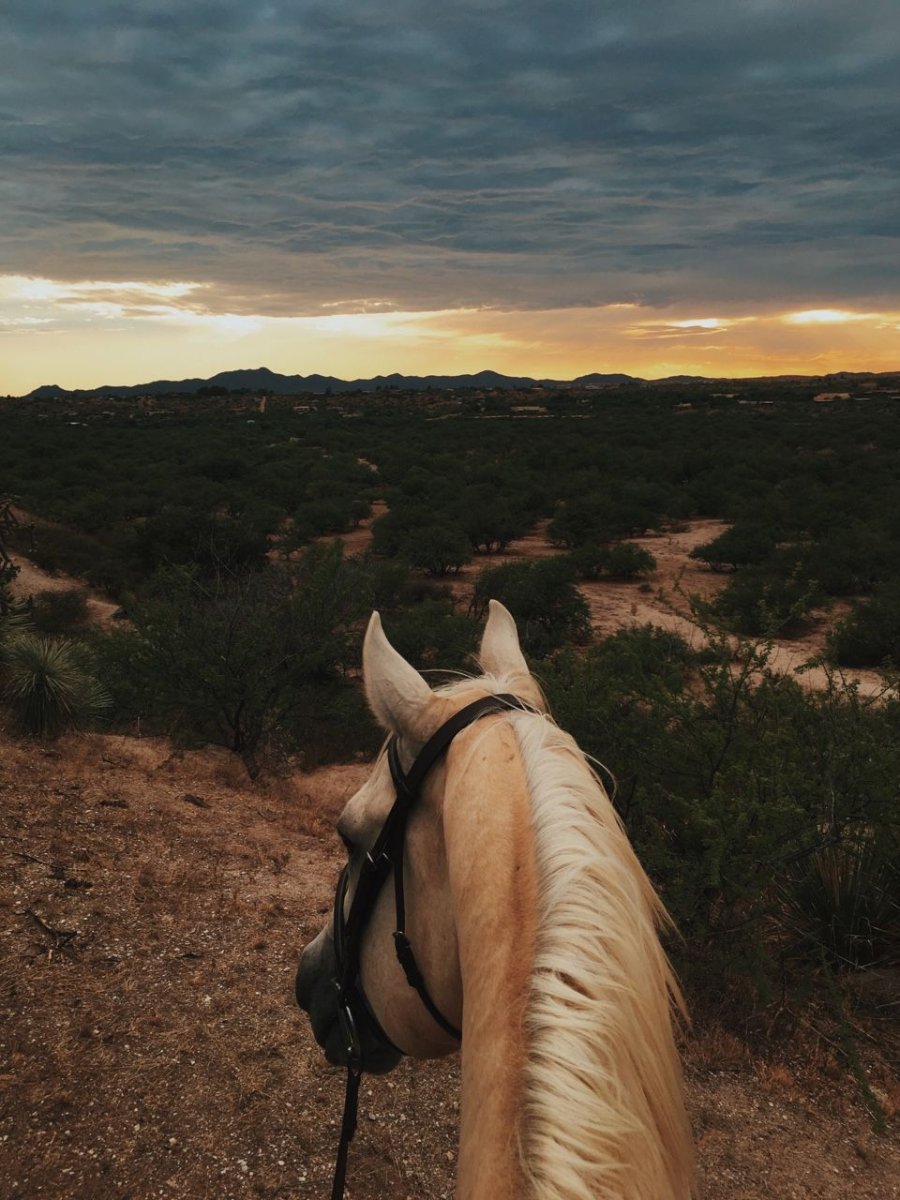 Конь карикатура