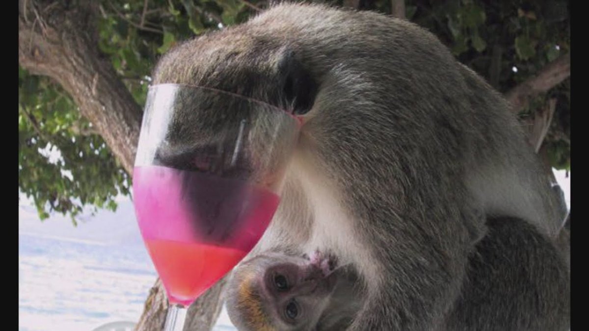 Обезьяна с бокалом