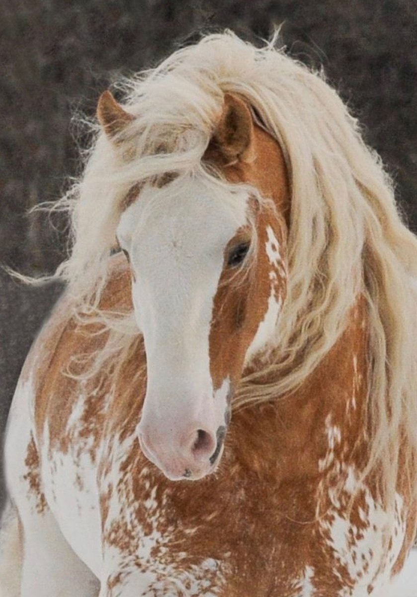 Зрачок лошади