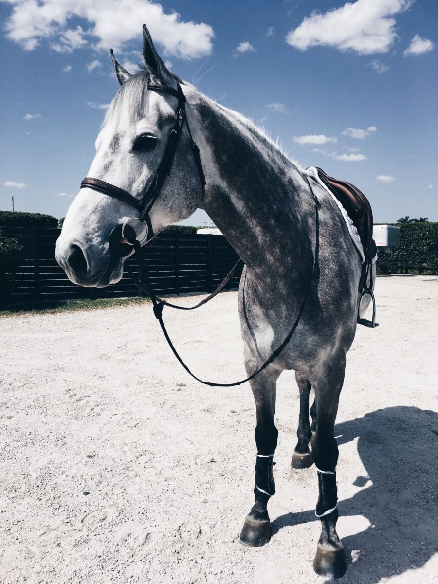 Спартако Ломбардо картины