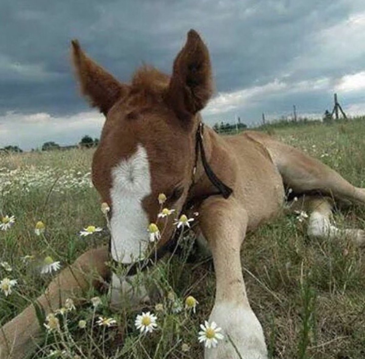 Лошадь с жеребенком Эстетика