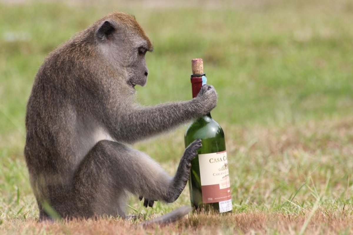 Пьющая обезьяна