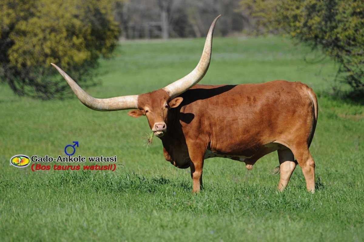 Бык породы ватусси